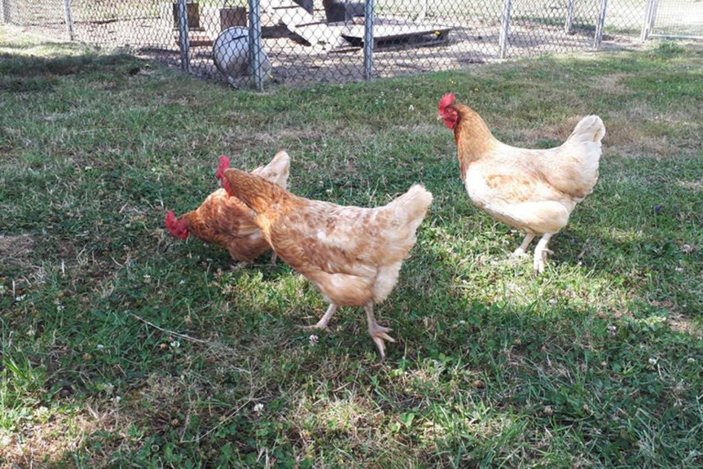 Gite "Le Platane" 45 M2 - Climatise Monswiller Εξωτερικό φωτογραφία